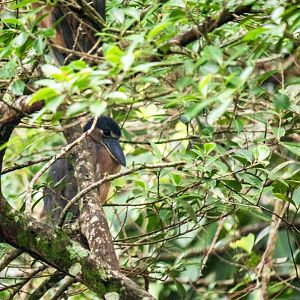 Boat-billed heron, Cochlearius cochlearius panamensis
