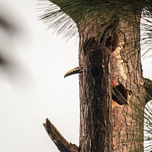 Collared aracari, Pteroglossus torquatus