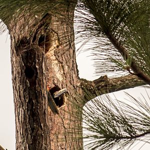 Collared aracaris, Pteroglossus torquatus