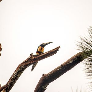 Collared aracari, Pteroglossus torquatus