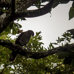 Grey-headed chachalaca, Ortalis cinereiceps