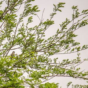 Black-striped sparrow, Arremonops conirostris