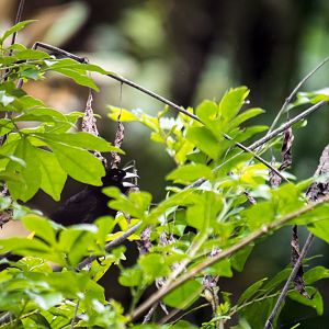 Lemon-rumped tanager, Ramphocelus icteronotus