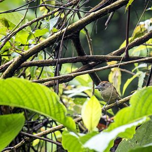 Fasciated antshrike, Cymbilaimus lineatus