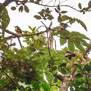 Spot-crowned barbets, Capito maculicoronatus and Brown-throated sloth, Bradypus variegatus