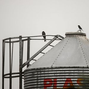 Giant cowbird, Molothrus oryzivorus and Shiny cowbird, Molothrus bonariensis