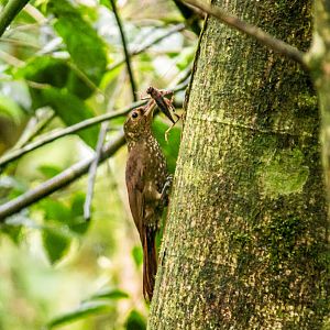 Spotted woodcreeper, Xiphorhynchus erythropygius