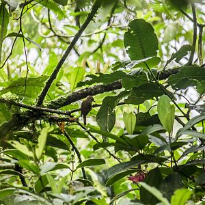 Plain xenops, Xenops minutus