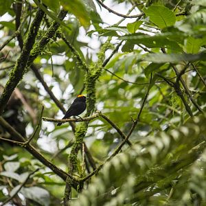 Tawny-crested tanager, Tachyphonus delatrii
