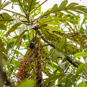 Buff-throated saltator, Saltator maximus