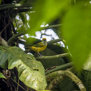 Silver-throated tanager, Tangara icterocephala
