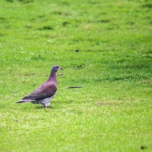 Pale-vented pigeon, Patagioenas cayennensis