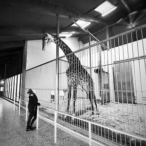 Dec. 2019 - Africa - Indoor Giraffe Exhibit