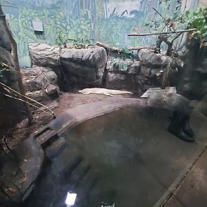 Dec. 2019 - HerpAquarium - King Louie Exhibit (White Alligator)