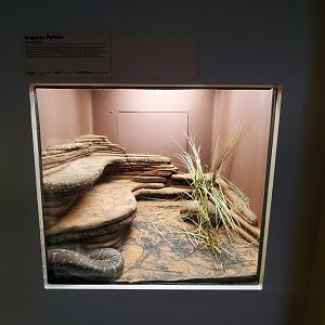 Dec. 2019 - HerpAquarium - Angolan Python Exhibit