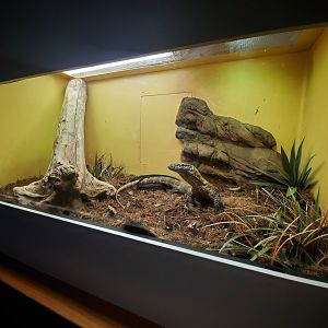 Dec. 2019 - HerpAquarium - Juvenile Komodo Dragon Exhibit