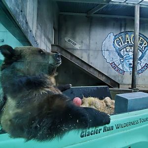 Dec. 2019 - Glacier Run - Brown Bear in Pickup Truck