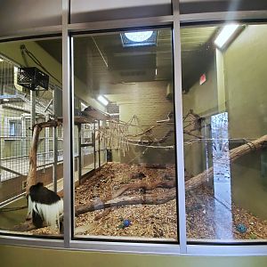 Dec. 2019 - New! Colobus Crossing - Indoor Exhibit