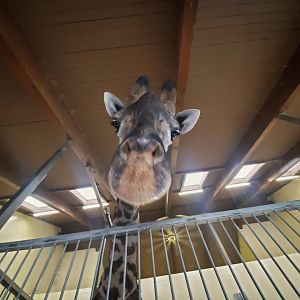 Dec. 2019 - Africa - Masai Giraffe