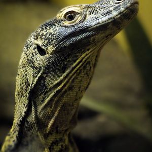 Dec. 2019 - HerpAquarium - Komodo Dragon (Romulus)