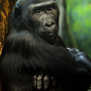 Dec. 2019 - Gorilla Forest - Kindi