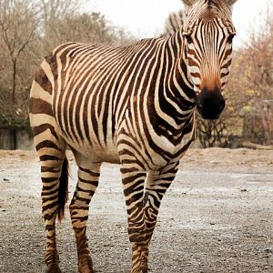 Dec. 2019 - Africa - Hartmann's Mountain Zebra