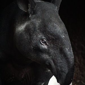 Dec. 2019 - Islands - Malayan Tapir