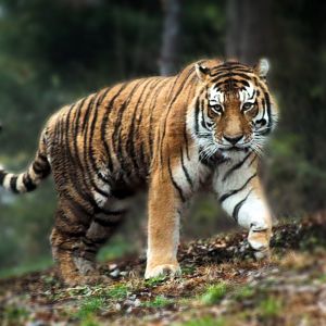 Dec. 2019 - Tiger Taiga - Amur Tiger