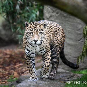 female jaguar