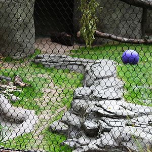 new rockwork in jaguar exhibit