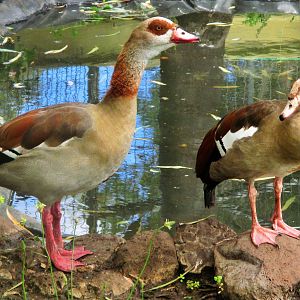 Egyptian Geese (Alopochen aegyptiaca)- December 2017