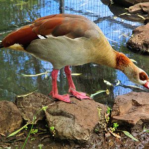 Egyptian Goose (Alopochen aegyptiaca)- December 2017