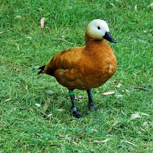 Ruddy Shelduck (Tadorna ferruginea)- December 2017