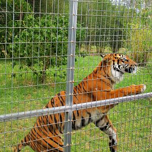 Sumatran Tiger (Panthera tigris sumatrae)- December 2017