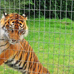 Sumatran Tiger (Panthera tigris sumatrae)- December 2017