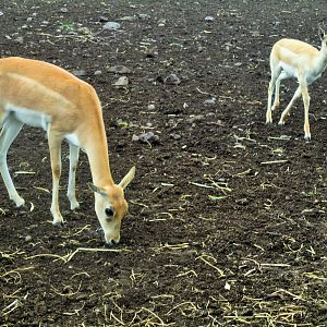 Blackbuck (Antilope cervicapra)- December 2017