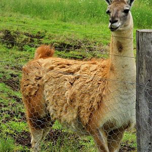 Guanaco (Lama guanicoe)- December 2017