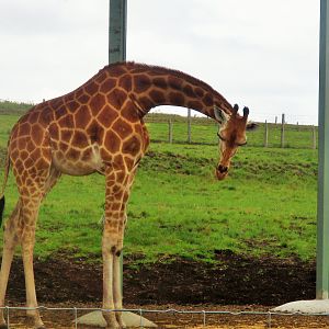 Giraffe (Giraffa camelopardalis)- December 2017