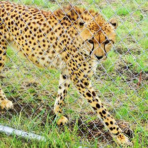 Cheetah (Acinonyx jubatus)- December 2017