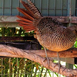 Golden Pheasant Hen (Chrysolophus pictus)- December 2017