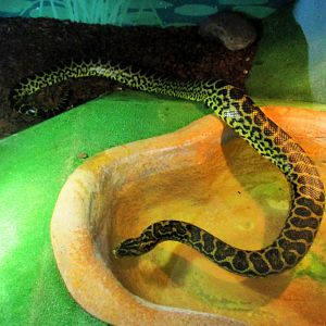 Yellow Anaconda (Eunectes notaeus)- December 2017