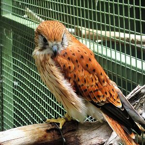 Nankeen Kestrel (Falco cenchroides)- December 2017