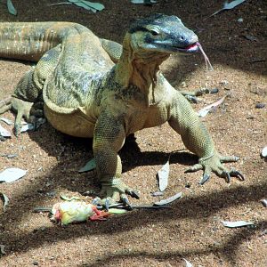 Lace Monitor (Varanus varius)- December 2017