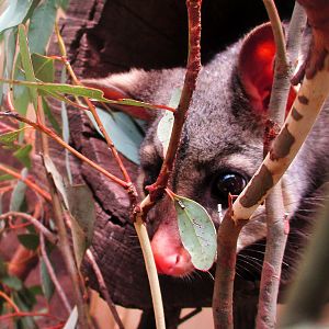 Common Brushtail Possum (Trichosurus vulpecula)- December 2017
