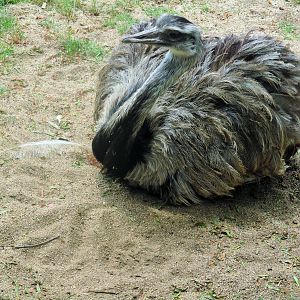 Greater Rhea (Rhea americana)- December 2017