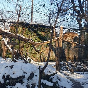 Iranian leopard enclosure