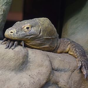 Komodo dragon, 25.10.2019