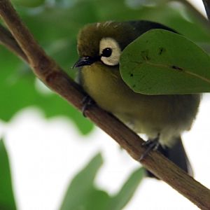 Kilimanjaro White-eye, 25.10.2019
