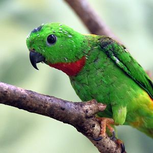 Blue-crowned hanging parrot, 25.10.2019