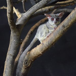 Senegal bushbaby, 25.10.2019
